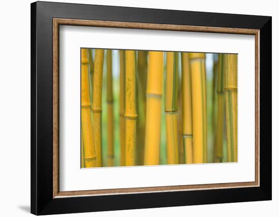 Bamboo occurs in the Zhejiang Province of China-Edwin Giesbers-Framed Photographic Print