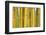 Bamboo occurs in the Zhejiang Province of China-Edwin Giesbers-Framed Photographic Print