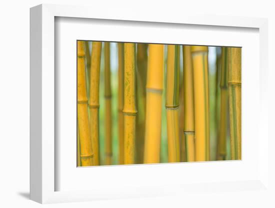 Bamboo occurs in the Zhejiang Province of China-Edwin Giesbers-Framed Photographic Print