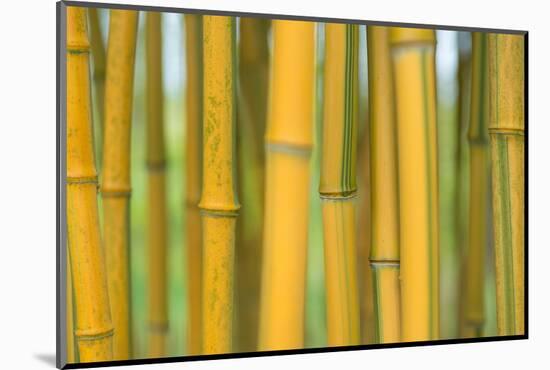 Bamboo occurs in the Zhejiang Province of China-Edwin Giesbers-Mounted Photographic Print
