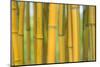 Bamboo occurs in the Zhejiang Province of China-Edwin Giesbers-Mounted Photographic Print