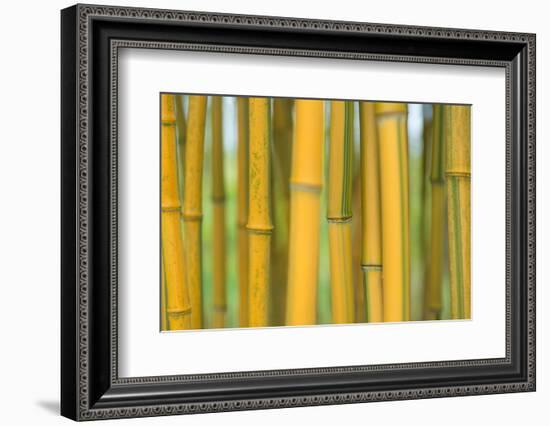 Bamboo occurs in the Zhejiang Province of China-Edwin Giesbers-Framed Photographic Print