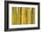 Bamboo occurs in the Zhejiang Province of China-Edwin Giesbers-Framed Photographic Print