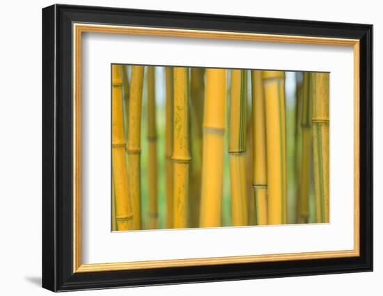 Bamboo occurs in the Zhejiang Province of China-Edwin Giesbers-Framed Photographic Print