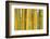 Bamboo occurs in the Zhejiang Province of China-Edwin Giesbers-Framed Photographic Print