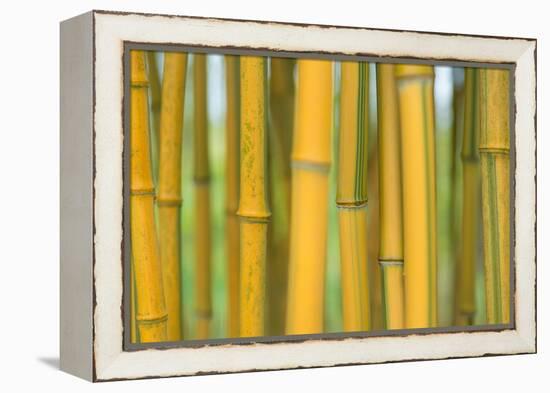 Bamboo occurs in the Zhejiang Province of China-Edwin Giesbers-Framed Premier Image Canvas