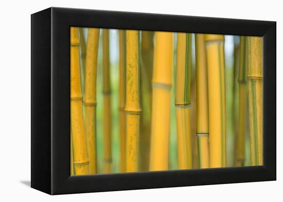 Bamboo occurs in the Zhejiang Province of China-Edwin Giesbers-Framed Premier Image Canvas