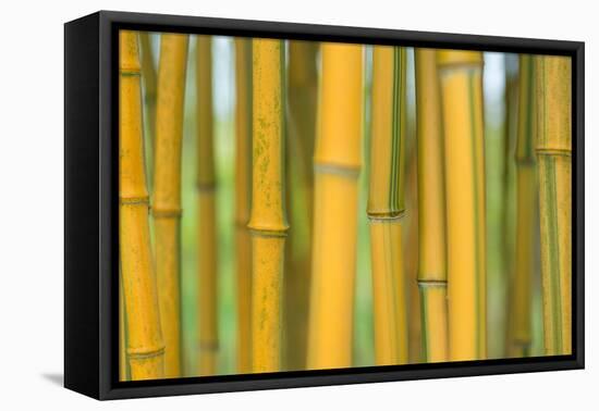 Bamboo occurs in the Zhejiang Province of China-Edwin Giesbers-Framed Premier Image Canvas