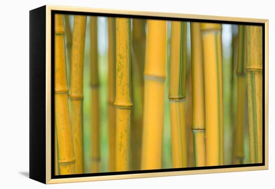 Bamboo occurs in the Zhejiang Province of China-Edwin Giesbers-Framed Premier Image Canvas