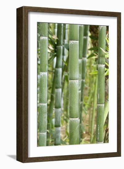 Bamboo (Phyllostachys Sp.)-Johnny Greig-Framed Photographic Print