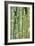 Bamboo (Phyllostachys Sp.)-Johnny Greig-Framed Photographic Print