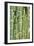 Bamboo (Phyllostachys Sp.)-Johnny Greig-Framed Photographic Print