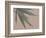 Bamboo Pink IV-Renée Stramel-Framed Photographic Print