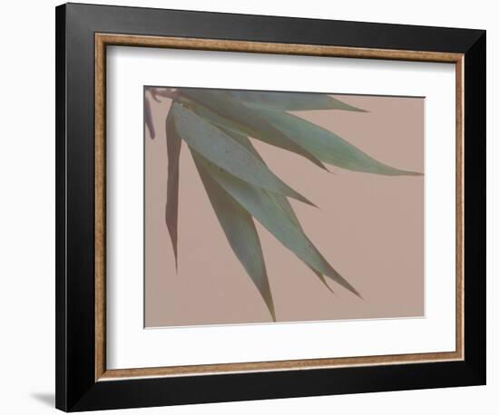 Bamboo Pink IV-Renée Stramel-Framed Photographic Print