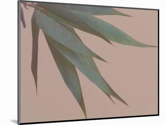 Bamboo Pink IV-Renée Stramel-Mounted Photographic Print