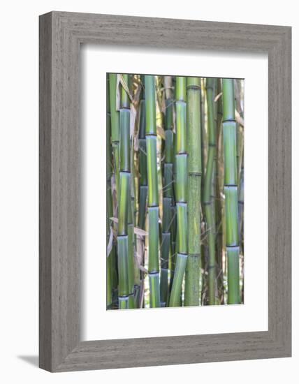 Bamboo plant, USA-Lisa S. Engelbrecht-Framed Photographic Print