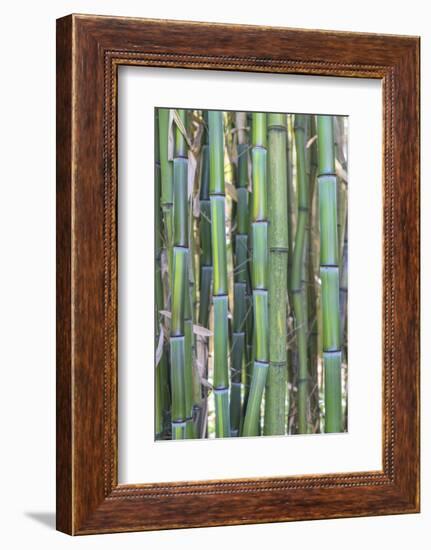 Bamboo plant, USA-Lisa S. Engelbrecht-Framed Photographic Print