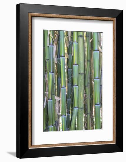 Bamboo plant, USA-Lisa S. Engelbrecht-Framed Photographic Print