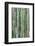 Bamboo plant, USA-Lisa S. Engelbrecht-Framed Photographic Print