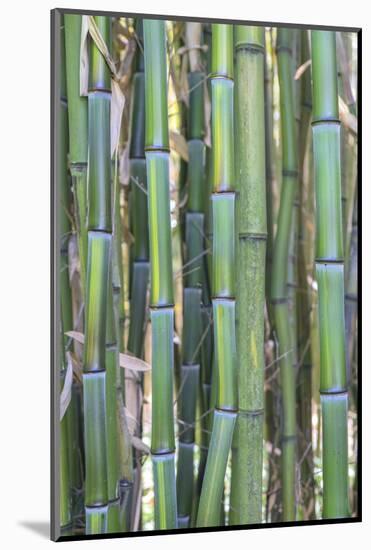 Bamboo plant, USA-Lisa S. Engelbrecht-Mounted Photographic Print