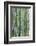 Bamboo plant, USA-Lisa S. Engelbrecht-Framed Photographic Print