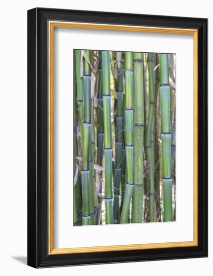 Bamboo plant, USA-Lisa S. Engelbrecht-Framed Photographic Print