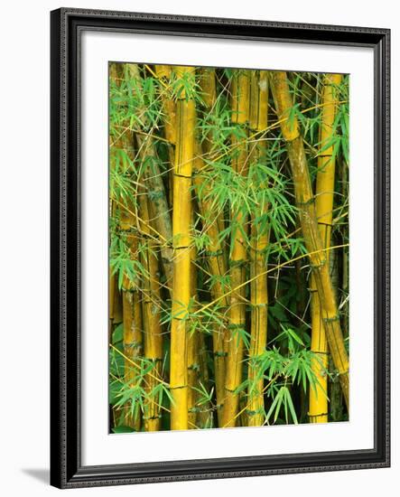 Bamboo Plants-Merrill Images-Framed Photographic Print