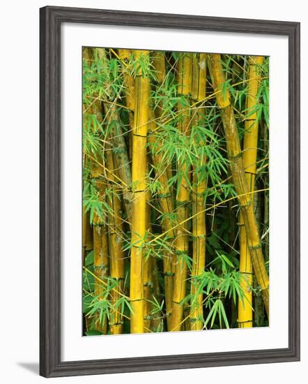 Bamboo Plants-Merrill Images-Framed Photographic Print