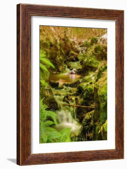 Bamboo Ravine, Maui-Vincent James-Framed Photographic Print