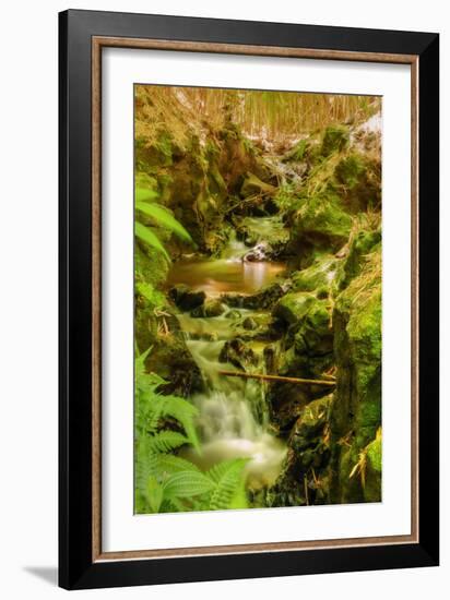 Bamboo Ravine, Maui-Vincent James-Framed Photographic Print