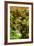 Bamboo Ravine, Maui-Vincent James-Framed Photographic Print