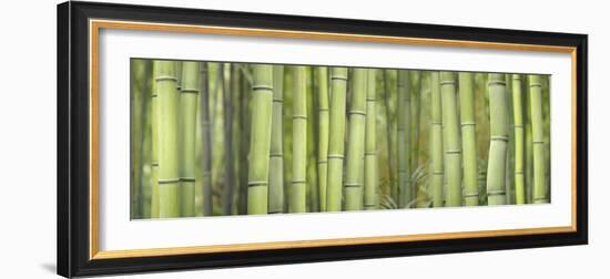 Bamboo Scape-Cora Niele-Framed Photographic Print