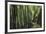 Bamboo Sea-Basil Pao-Framed Giclee Print