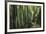 Bamboo Sea-Basil Pao-Framed Giclee Print