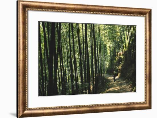 Bamboo Sea-Basil Pao-Framed Giclee Print