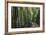 Bamboo Sea-Basil Pao-Framed Giclee Print