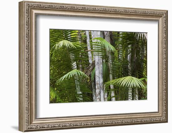 Bamboo Stand, Asa Wright Nature Area-Ken Archer-Framed Photographic Print