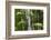 Bamboo Stand, Asa Wright Nature Area-Ken Archer-Framed Photographic Print