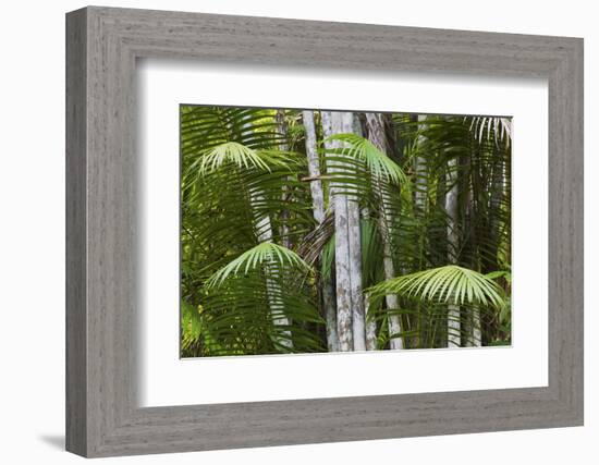 Bamboo Stand, Asa Wright Nature Area-Ken Archer-Framed Photographic Print