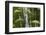Bamboo Stand, Asa Wright Nature Area-Ken Archer-Framed Photographic Print