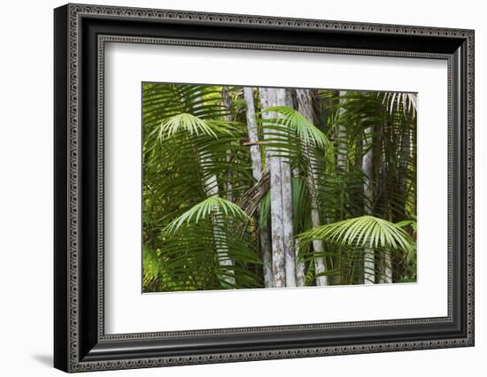 Bamboo Stand, Asa Wright Nature Area-Ken Archer-Framed Photographic Print