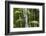 Bamboo Stand, Asa Wright Nature Area-Ken Archer-Framed Photographic Print