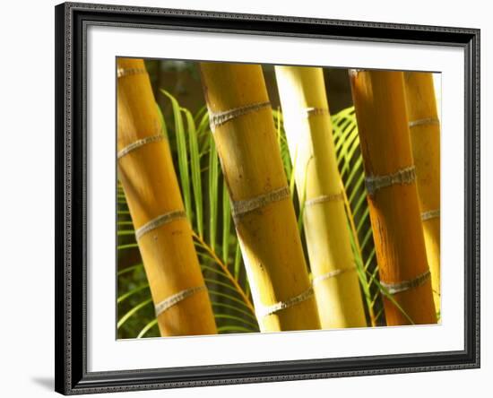 Bamboo Stems, Queensland Australia-David Wall-Framed Photographic Print