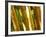 Bamboo Stems, Queensland Australia-David Wall-Framed Photographic Print