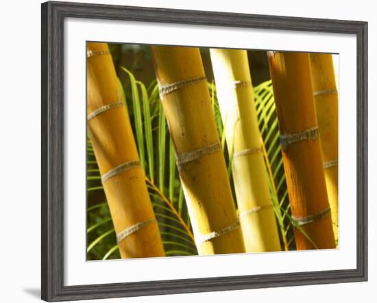 Bamboo Stems, Queensland Australia-David Wall-Framed Photographic Print