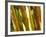 Bamboo Stems, Queensland Australia-David Wall-Framed Photographic Print