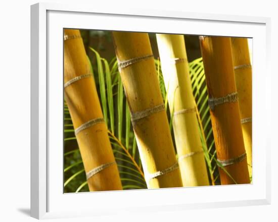 Bamboo Stems, Queensland Australia-David Wall-Framed Photographic Print