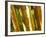 Bamboo Stems, Queensland Australia-David Wall-Framed Photographic Print