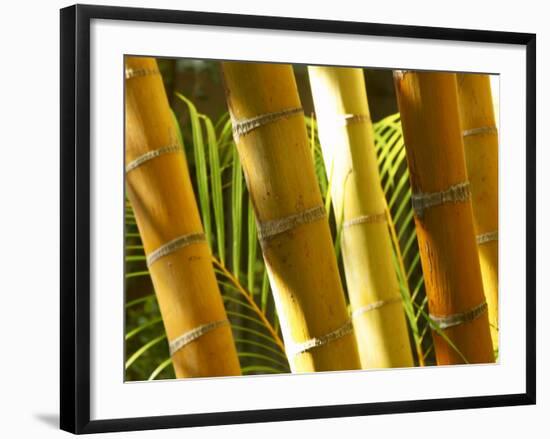 Bamboo Stems, Queensland Australia-David Wall-Framed Photographic Print