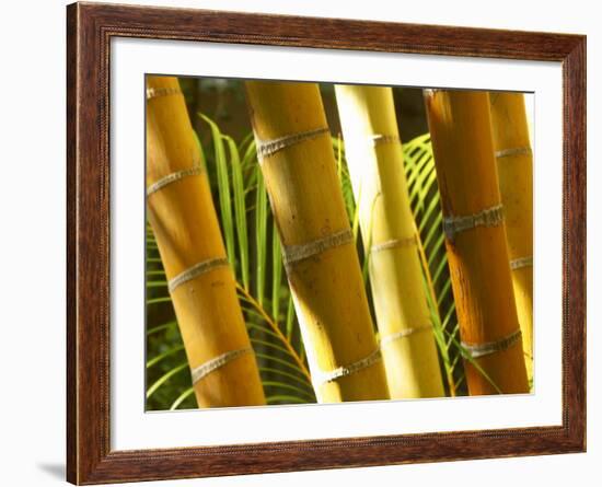 Bamboo Stems, Queensland Australia-David Wall-Framed Photographic Print